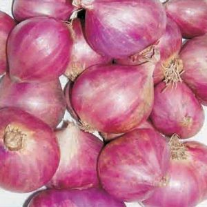 Fresh Onions